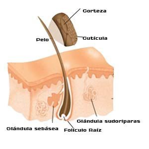 Estructura del cabello